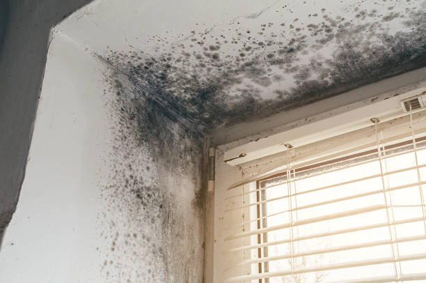 Affordable Mold Remediation solutions in Ashland, VA