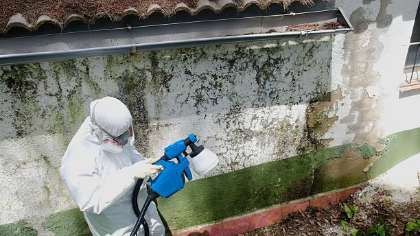 Top rated local Mold Remediation specialists in Ashland, VA
